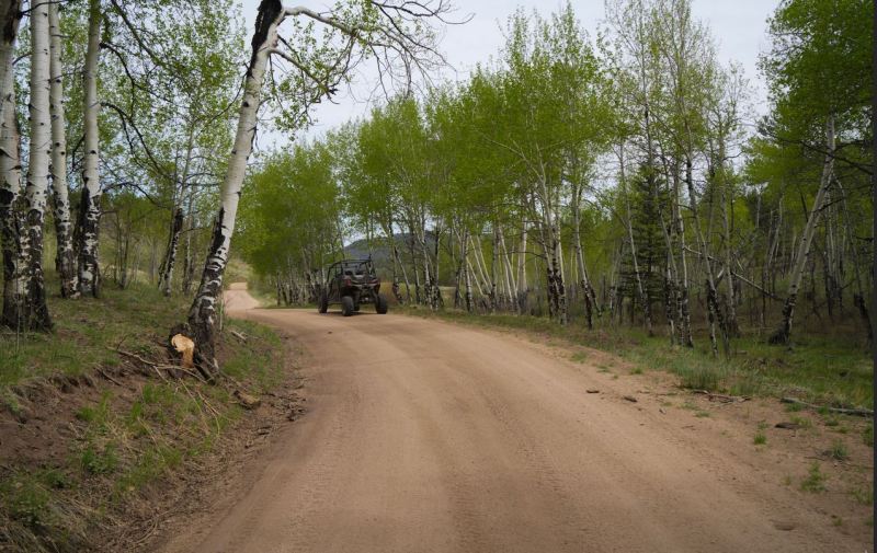 Side-by-side UTV on a forest road lined with Colorado trees